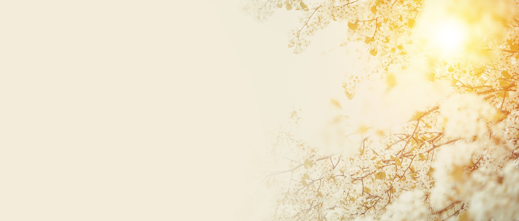 Coming Spring Banner